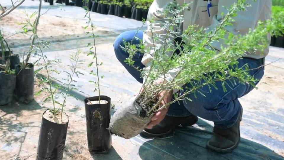 El proceso de reforestación de La Sauceda iniciará con la siembra de más de 13 mil especies